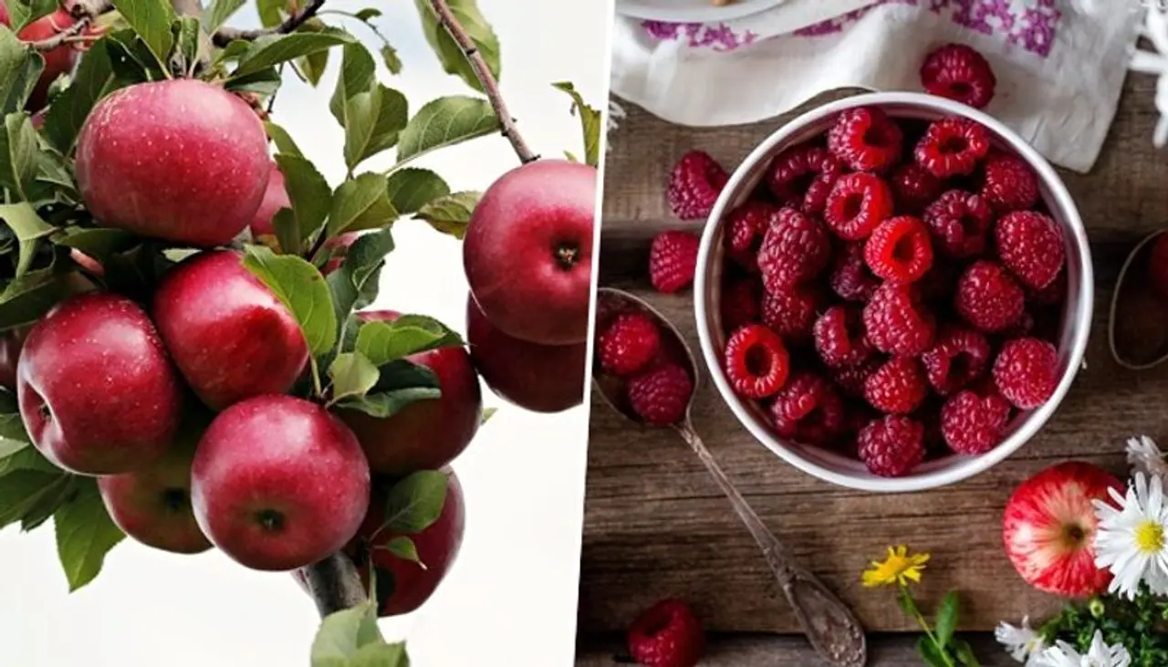 Berries to Apple: 7 fruits you must eat to keep up with ageing Berries to Apple: 7 fruits you must eat to keep up with ageing