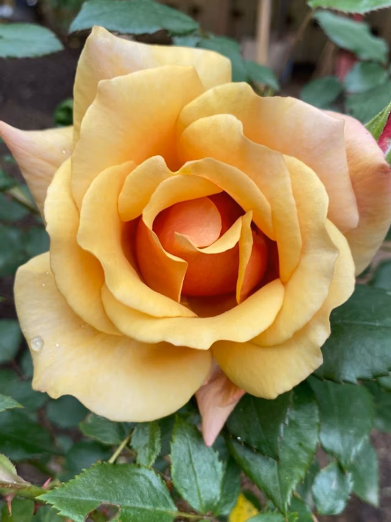 Benefits Of Wearing Flowers On Head In Tamil