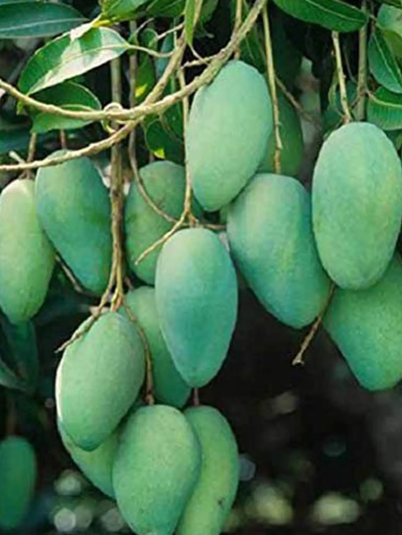 उष्णतेपासून नैसर्गिक संरक्षण