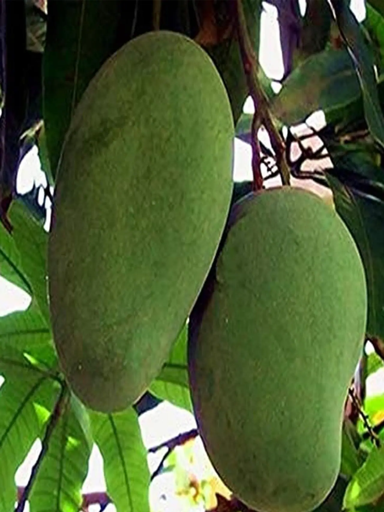 কাঁচা আমের উপকারিতা জানলে চমকে যাবেন কাঁচা আমের উপকারিতা জানলে চমকে যাবেন