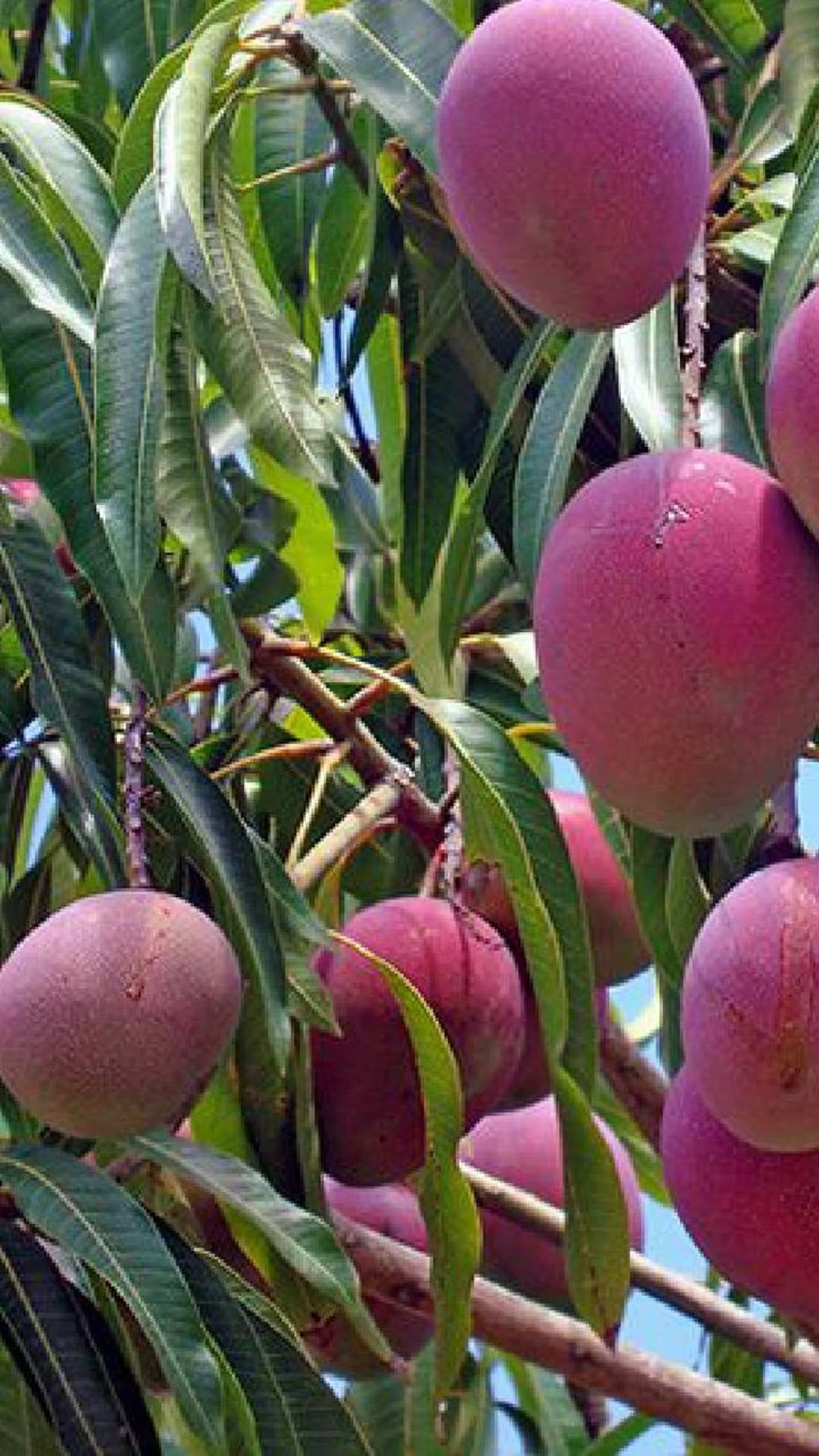 বাজার থেকে রোজ আম তো কিনে আনছেন, কোনগুলো গাছে পাকানো চিনবেন কীভাবে? বাজার থেকে রোজ আম তো কিনে আনছেন, কোনগুলো গাছে পাকানো চিনবেন কীভাবে?