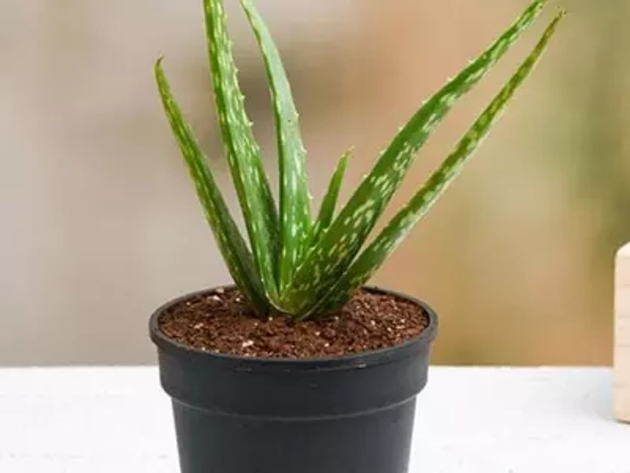 कोरफड कोरफड