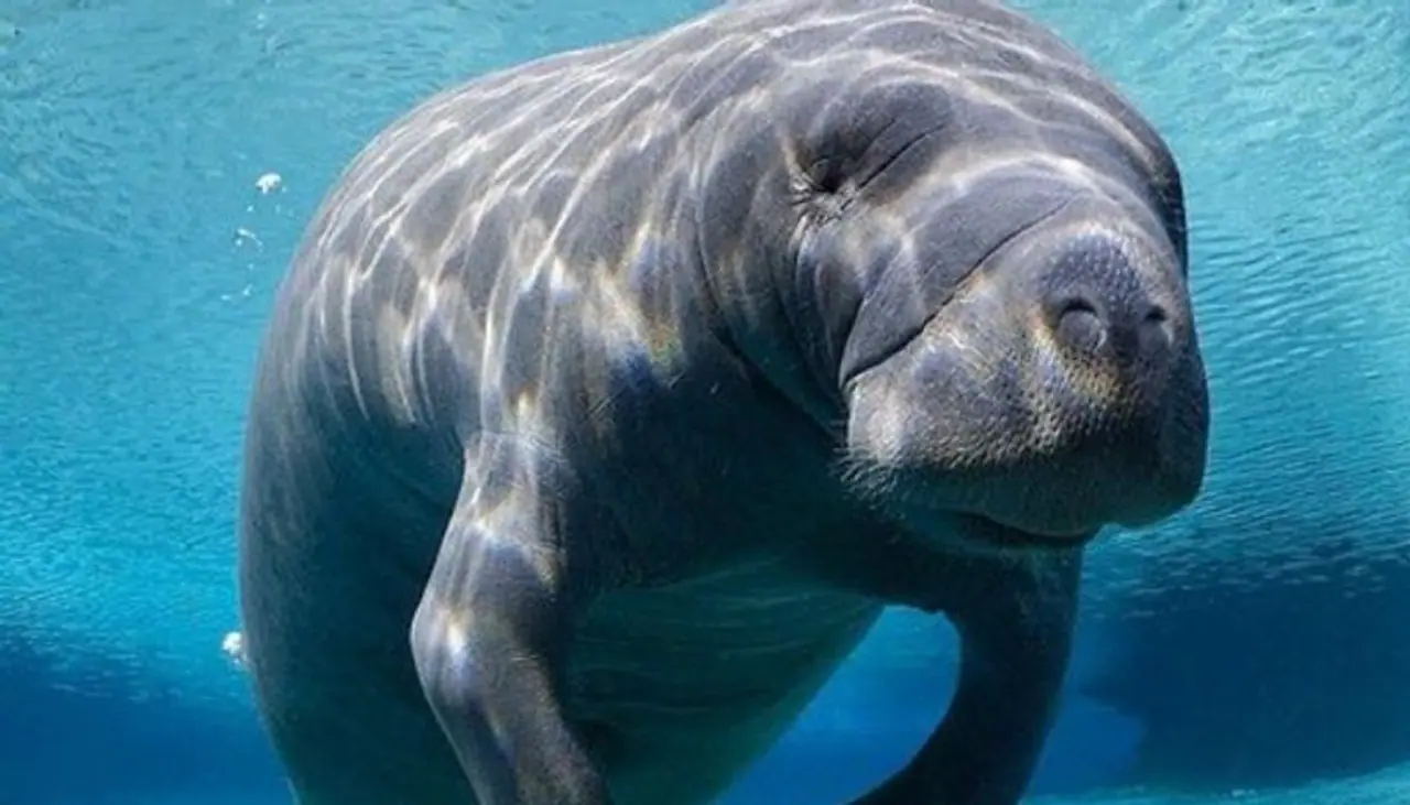 Dugong Dugong