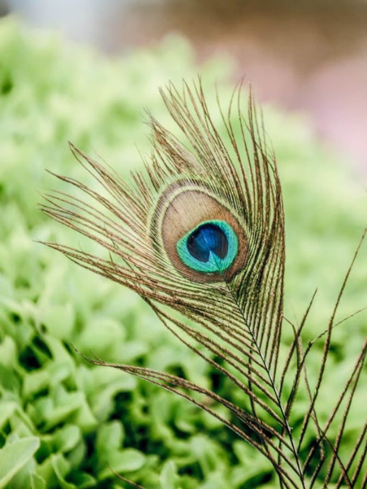 Peacock Feather Vastu Tips In Tamil