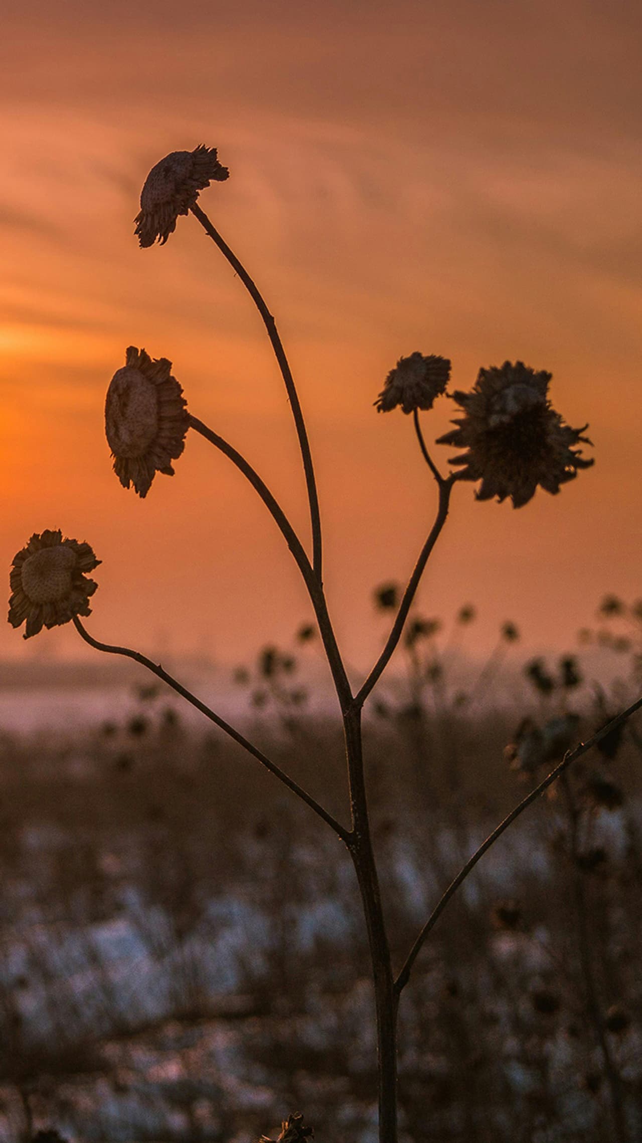 ভ্যাপসা গরম ভ্যাপসা গরম