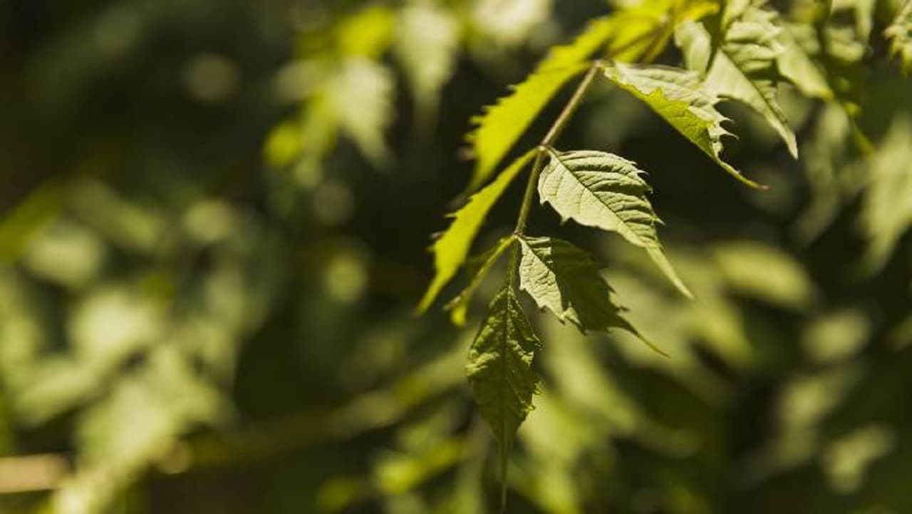 नीम का पौधा