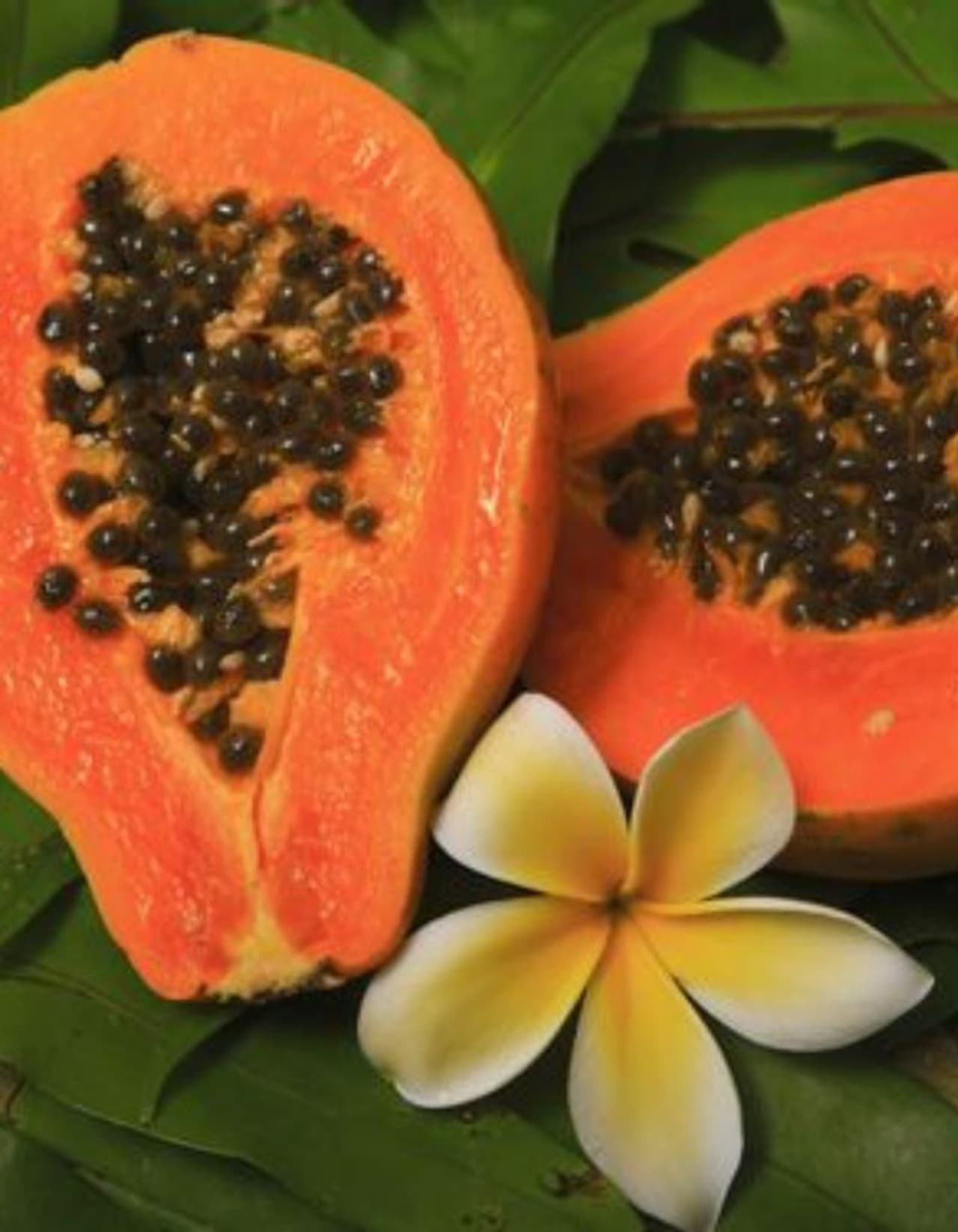Papaya