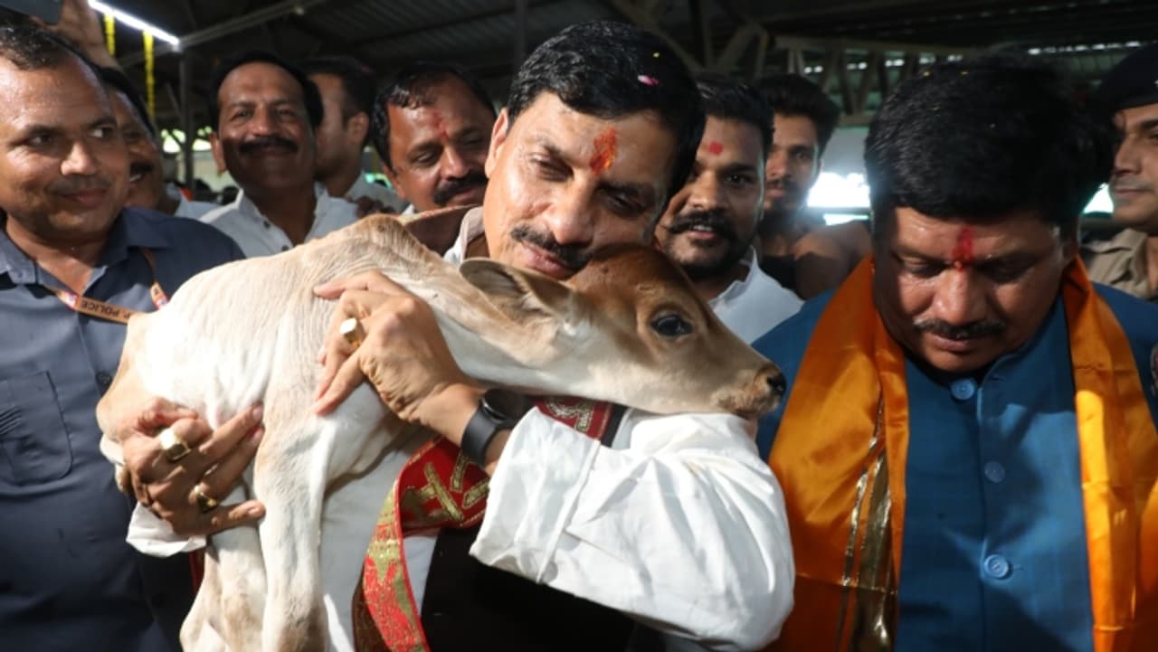 मुख्यमंत्री डॉ यादव द्वारा कपिल गौशाला का भ्रमण मुख्यमंत्री डॉ यादव द्वारा कपिल गौशाला का भ्रमण