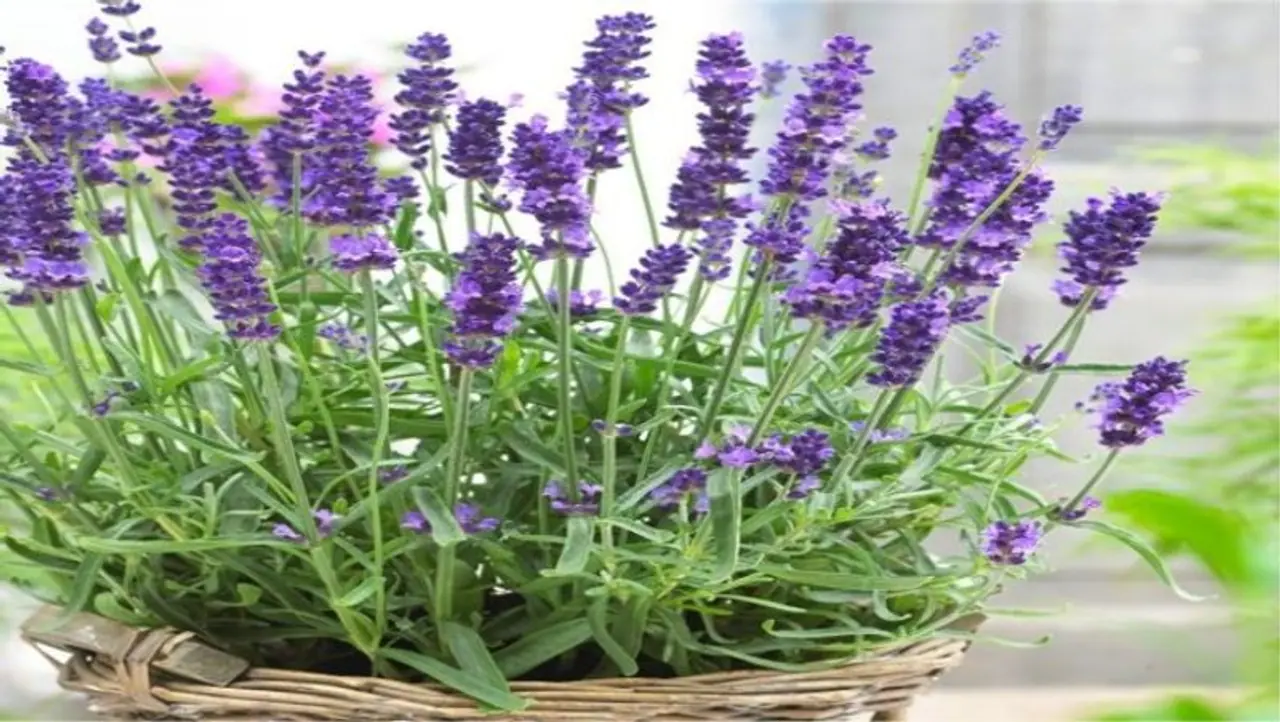 लैवेंडर ट्री (Lavender Tree Benefits) लैवेंडर ट्री (Lavender Tree Benefits)
