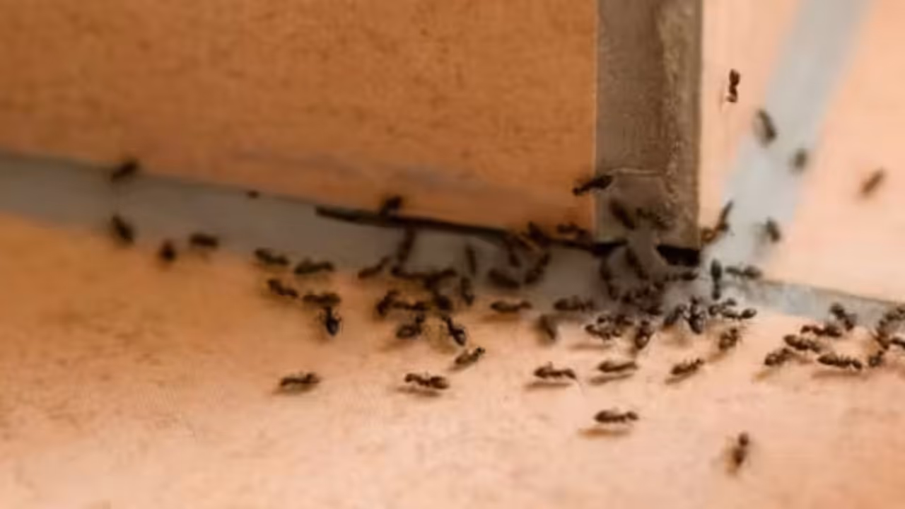 Small but deadly insects Small but deadly insects