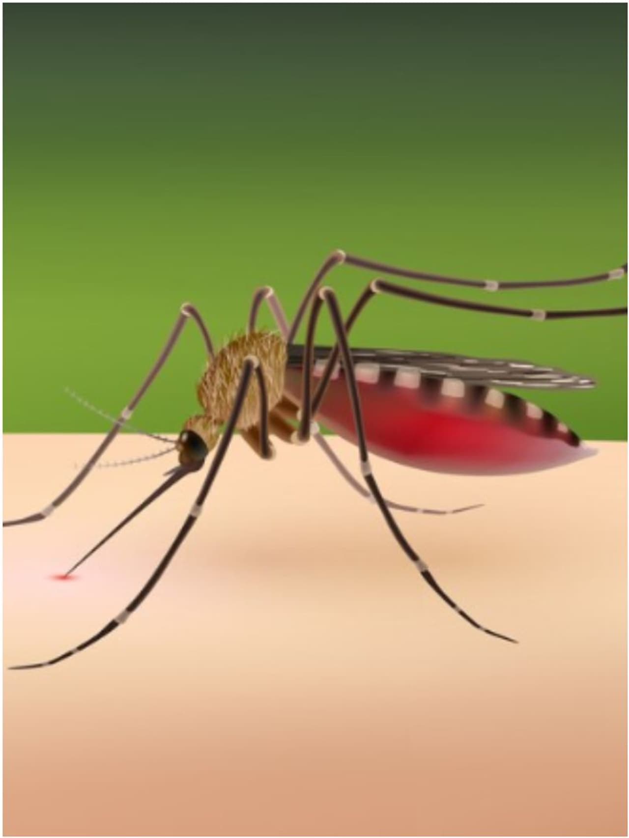 মশার উপদ্রব