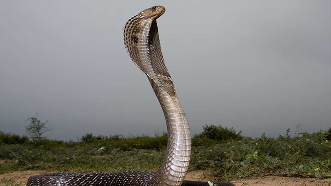 क्यों खास है उज्जैन का नागचंद्रेश्वर मंदिर?