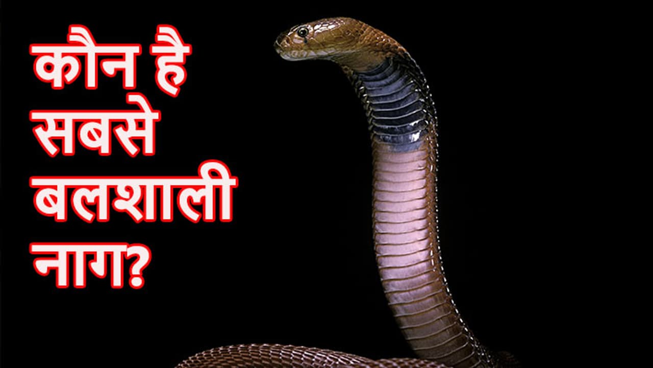 कब है नागपंचमी 2024? कब है नागपंचमी 2024?