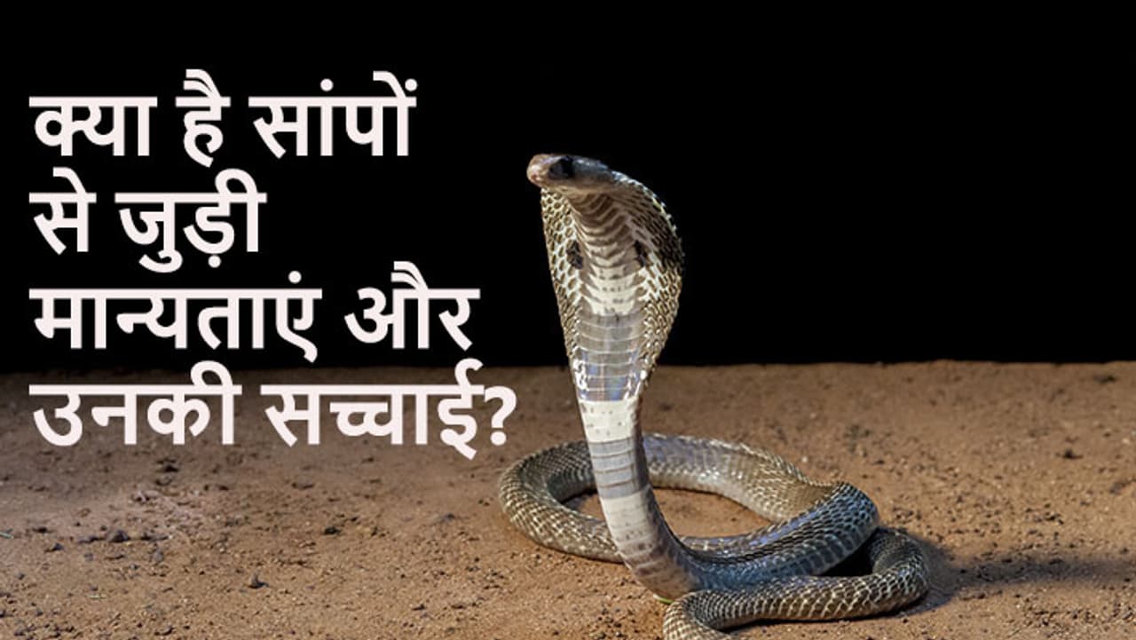 क्या है सांपों से जुड़े मिथ और उनकी सच्चाई? क्या है सांपों से जुड़े मिथ और उनकी सच्चाई?