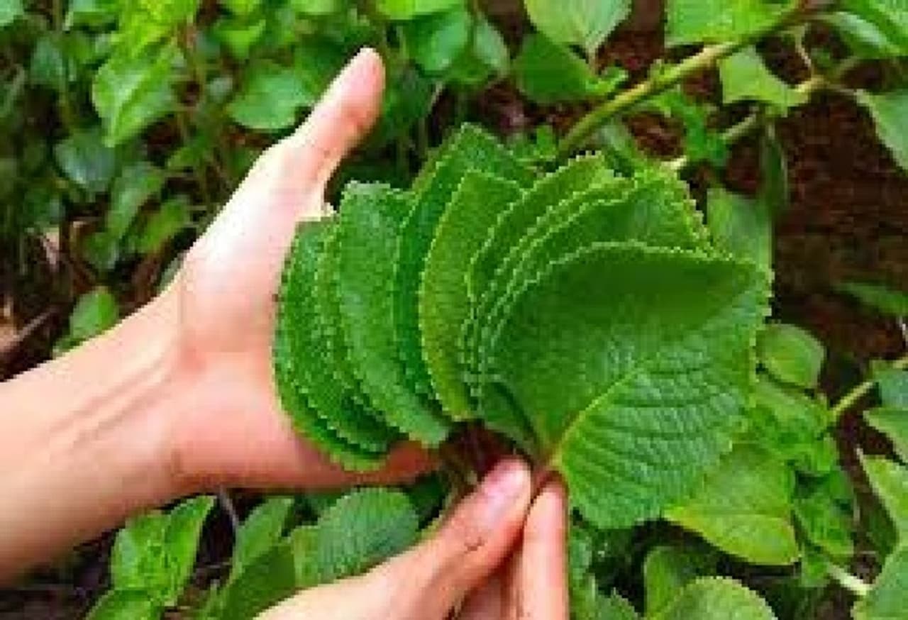 ಹದಗೆಡುವ ಆರೋಗ್ಯ ಹದಗೆಡುವ ಆರೋಗ್ಯ