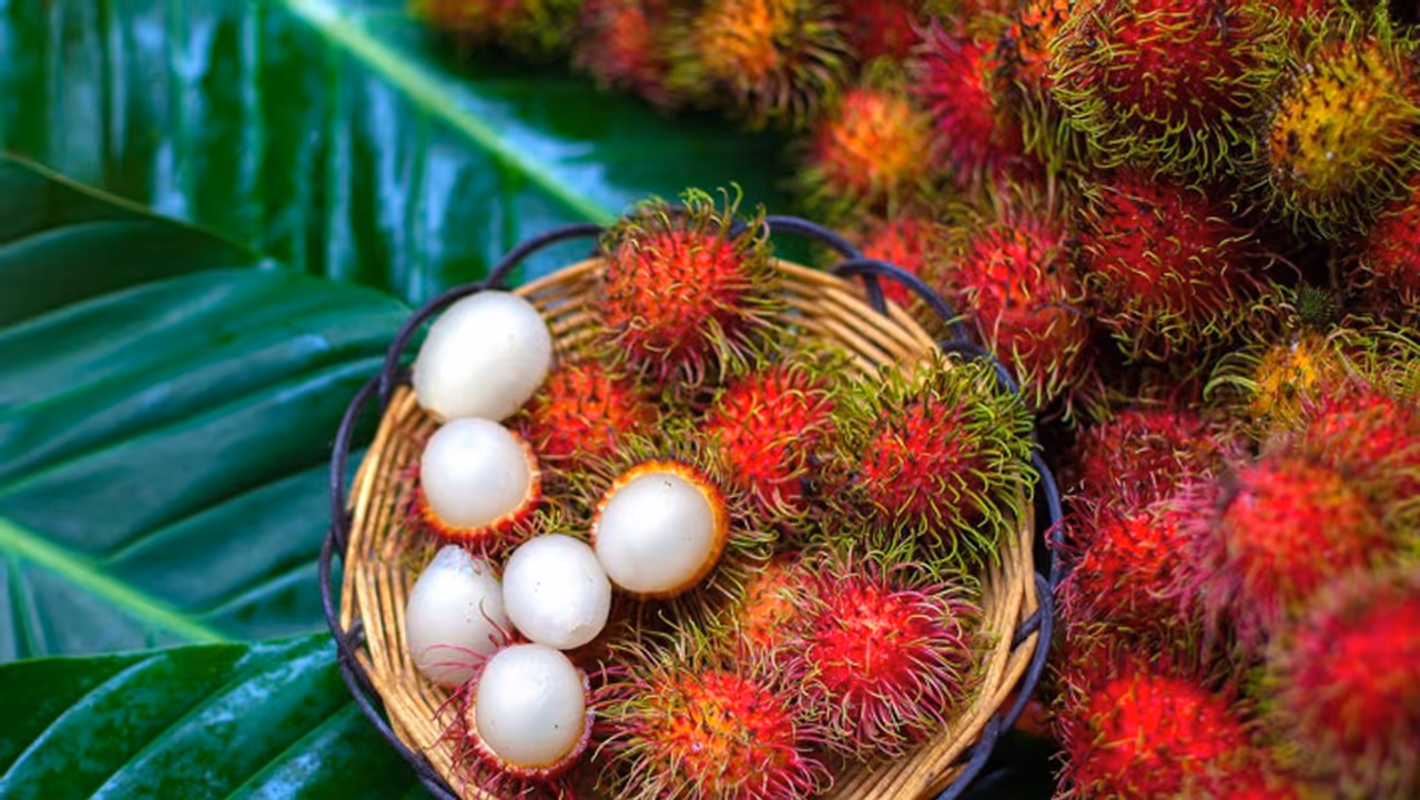 Rambutan Fruit Rambutan Fruit