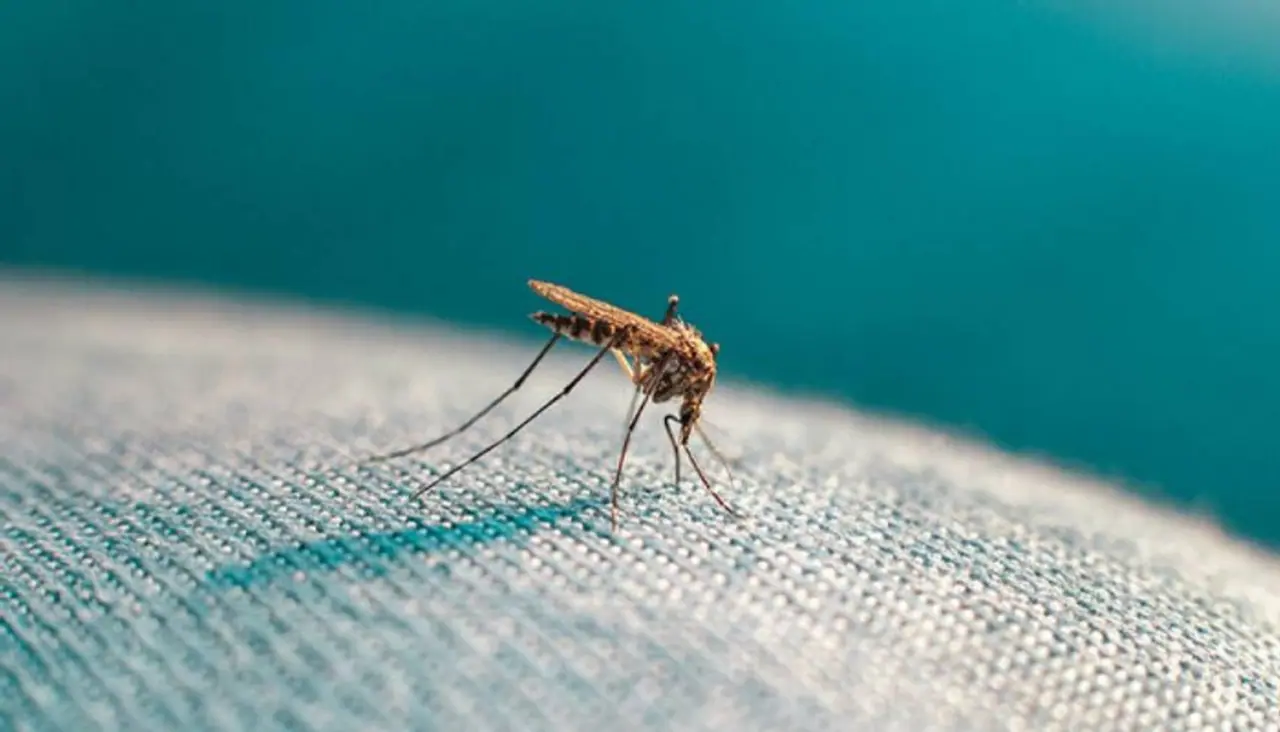 Mosquito Repellent Creams Mosquito Repellent Creams