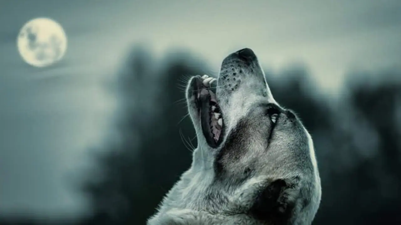 Dogs Barking at Night