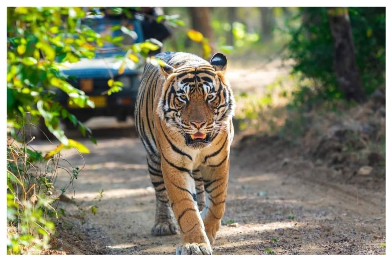 இந்தியப் புலிகள் சரணாலயங்கள்