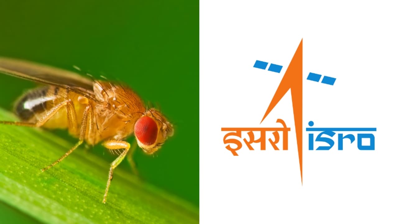 ISRO Is Sending Flies Into Space