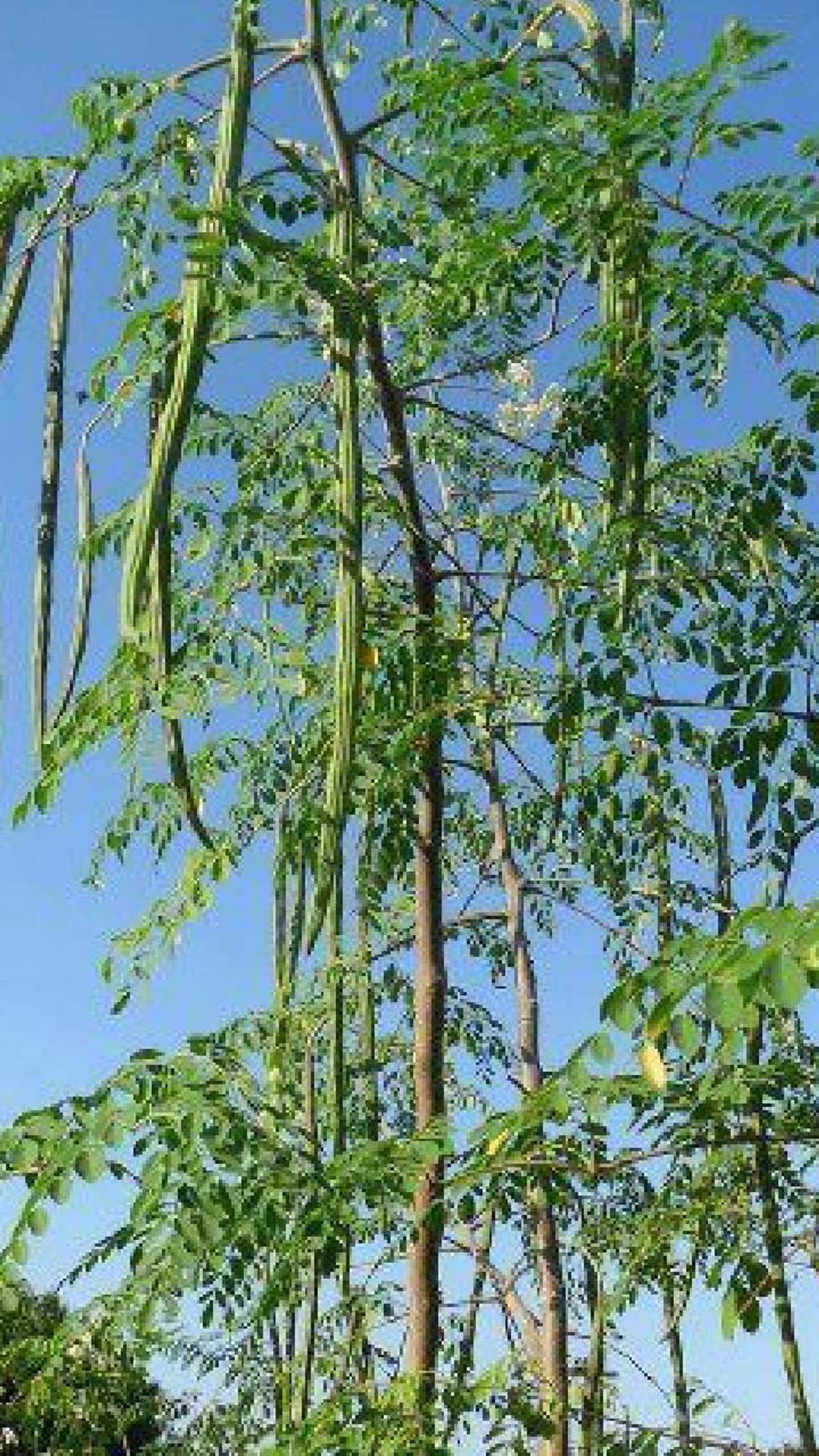 வீட்டு வீடு முருங்கை மரம்