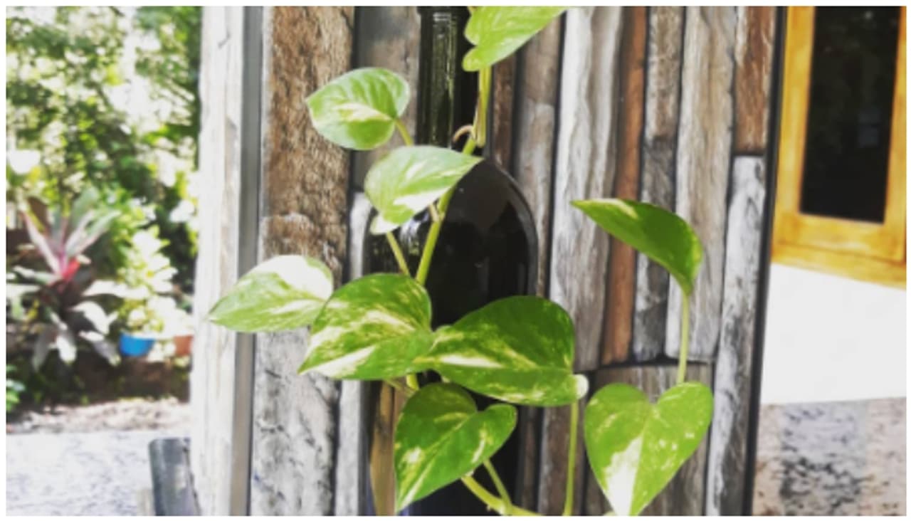 Money plant Money plant