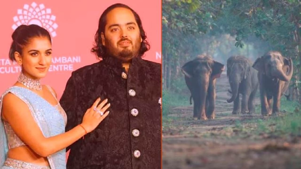 Anant Ambani's Vantara Foundation Anant Ambani's Vantara Foundation