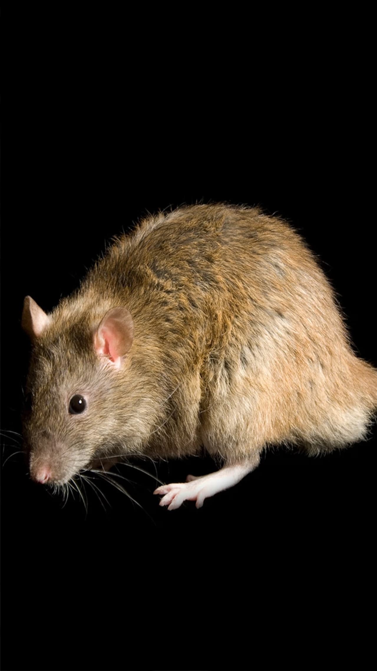 Home Remedies To Get Rid Of Rats In Tamil