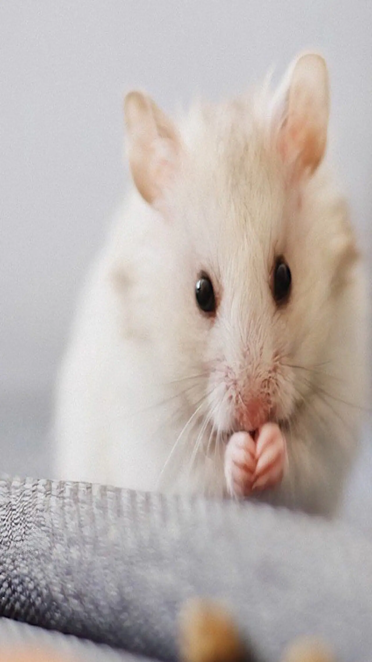 Camphor For Rat Control In Tamil