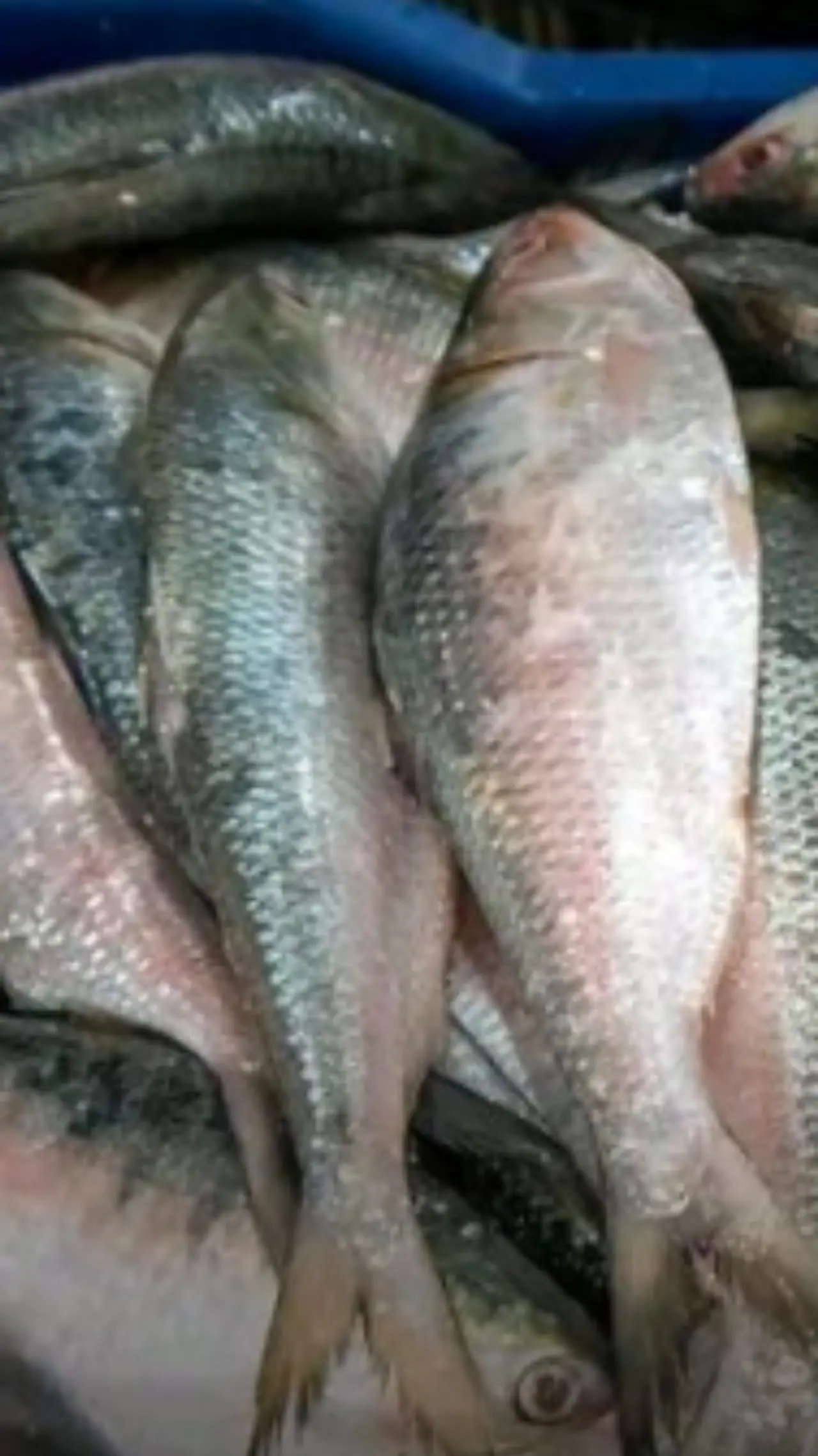 Remove Fish Smell From House in Tamil