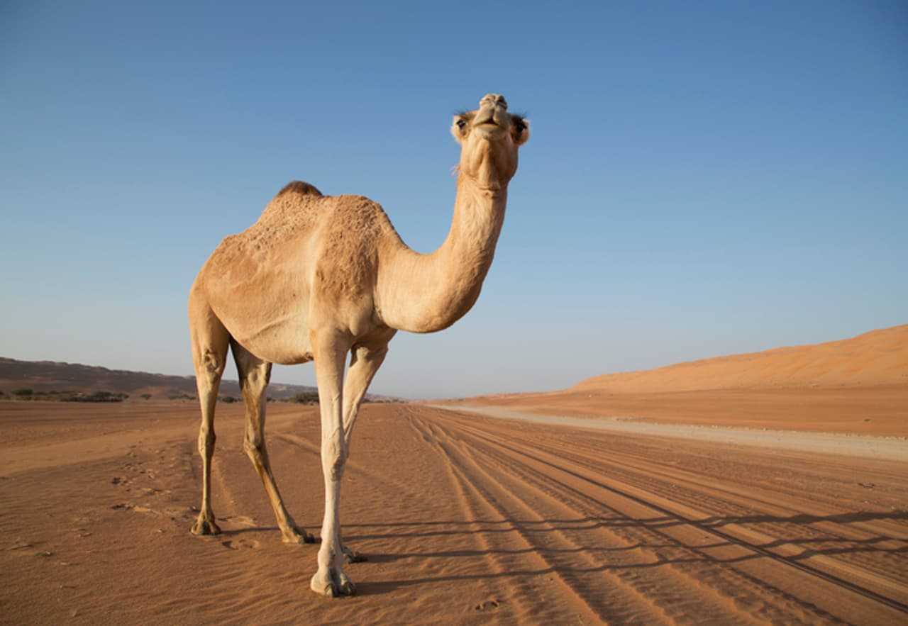 పాముకాటు ఎంతో ప్ర‌మాద‌క‌రం