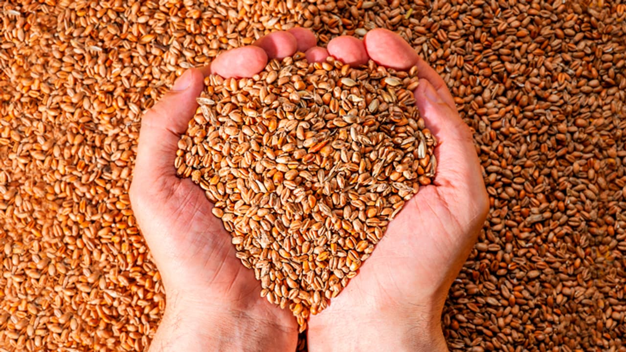 जौ के दाने 