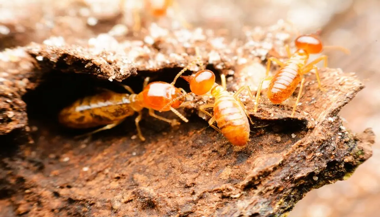 Get Rid Of Termites In Tamil