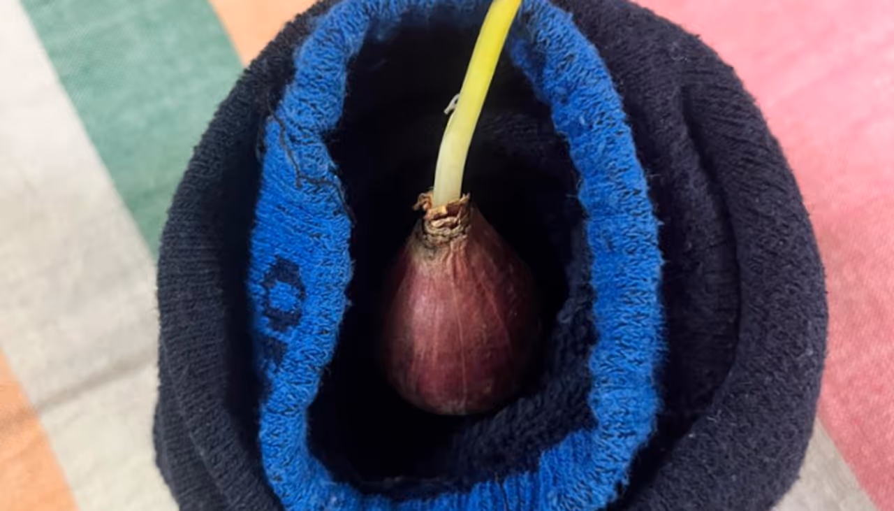 শীতকালে মোজা পরে ঘুমোন, কোনওদিন মোজার মধ্যে পেঁয়াজ রেখে পরে ঘুমিয়েছেন? শীতকালে মোজা পরে ঘুমোন, কোনওদিন মোজার মধ্যে পেঁয়াজ রেখে পরে ঘুমিয়েছেন?