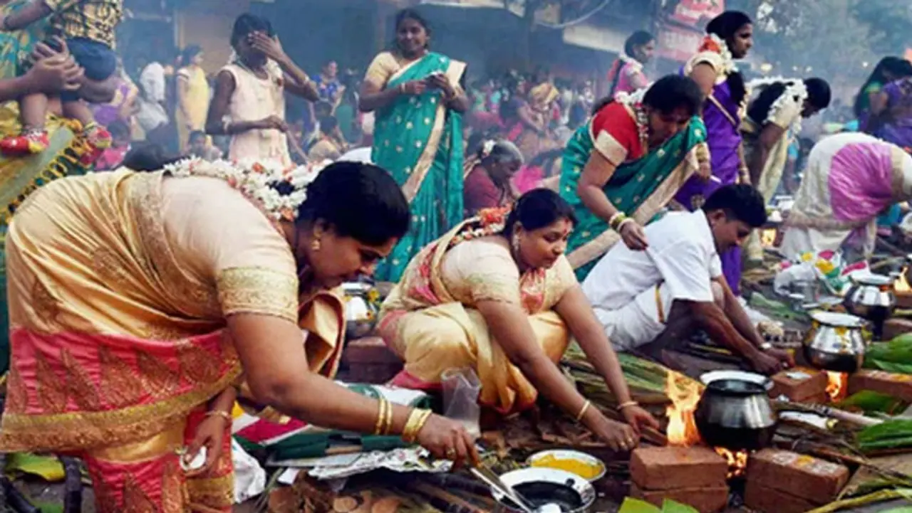 Pongal Festivel Pongal Festivel
