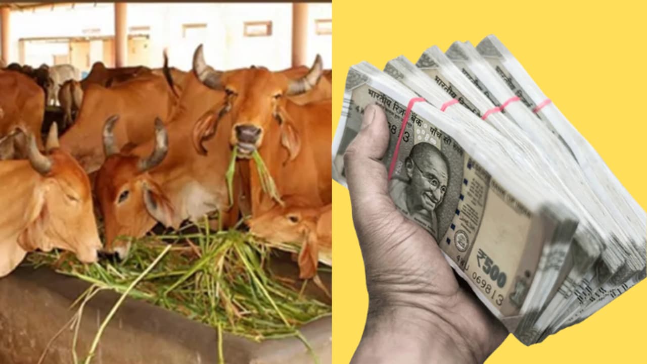 Cow Farmers Schemes