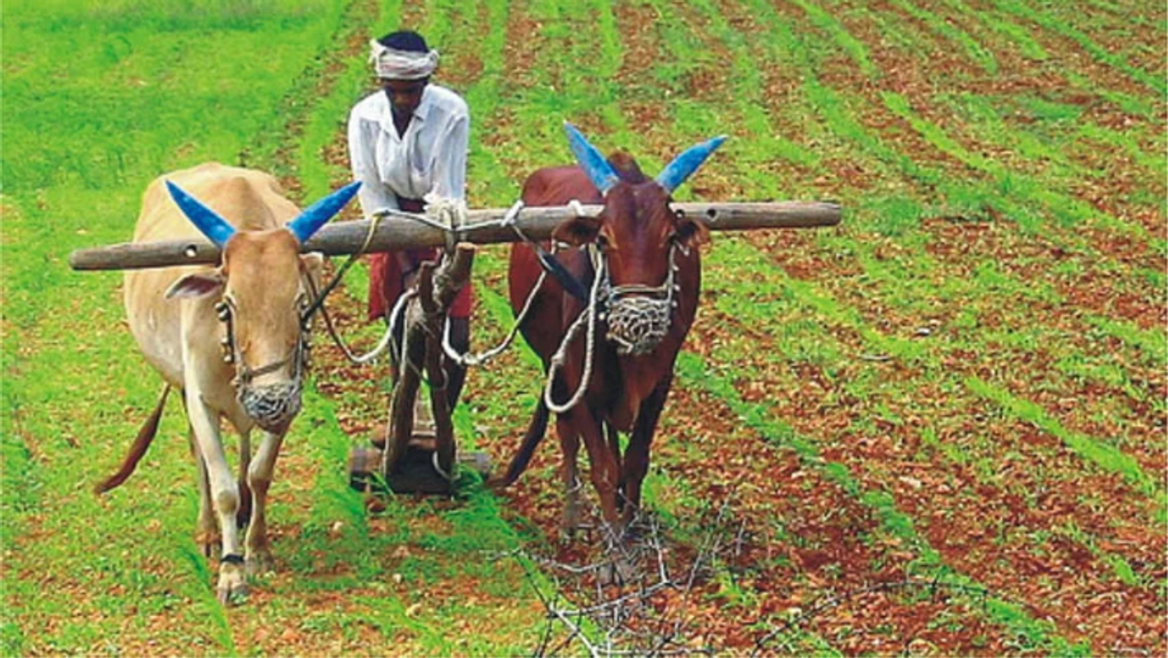 பசு, எருமை வாங்க கடன்