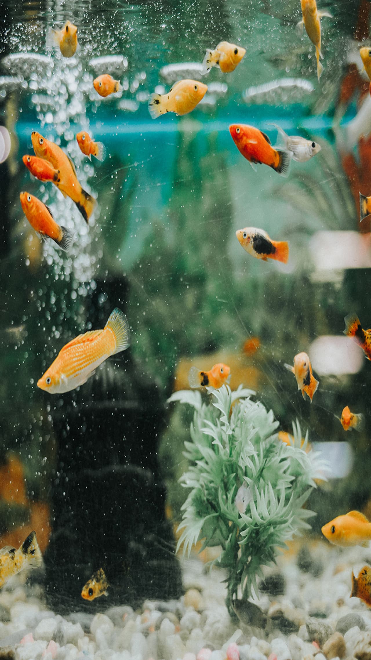 astro tips Fish aquarium astro tips Fish aquarium