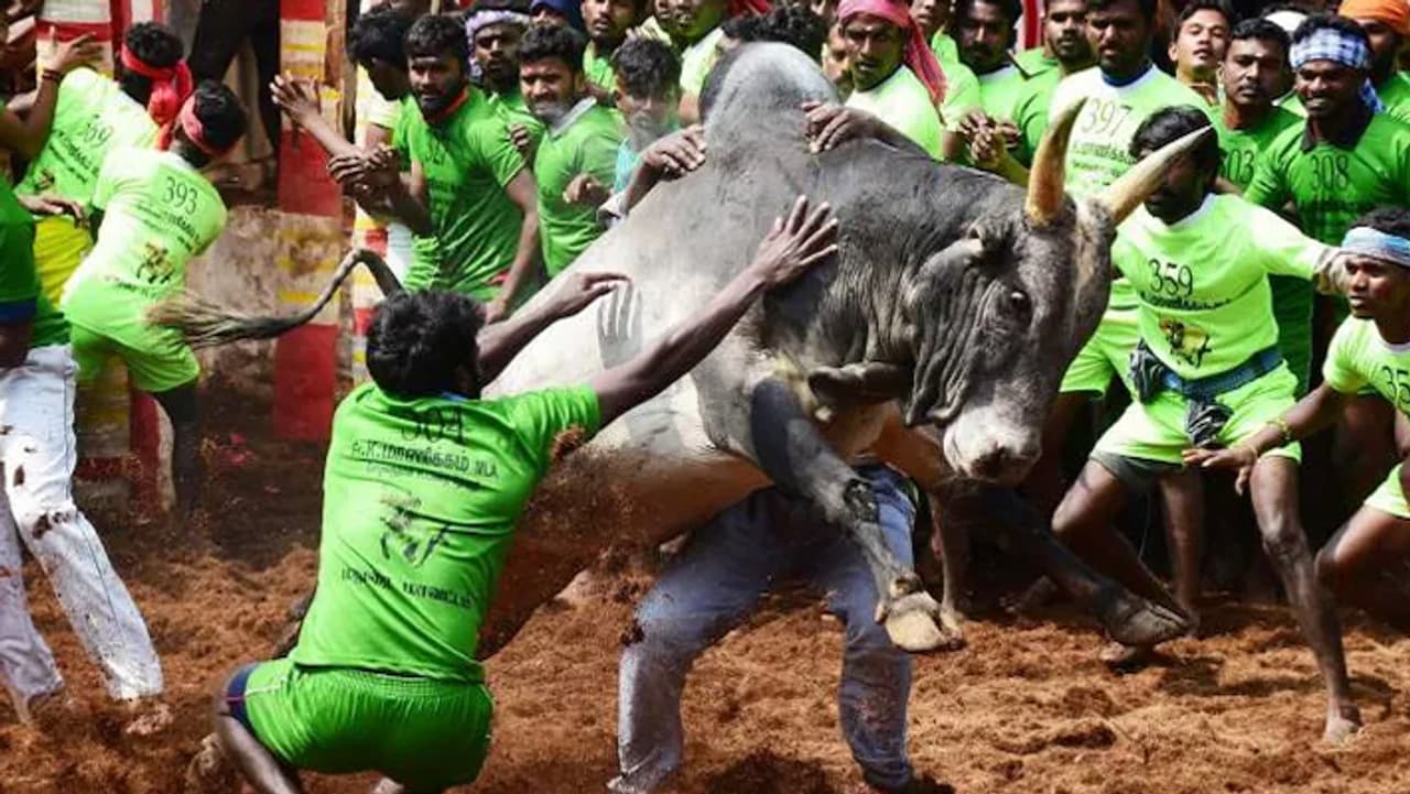 jallikattu