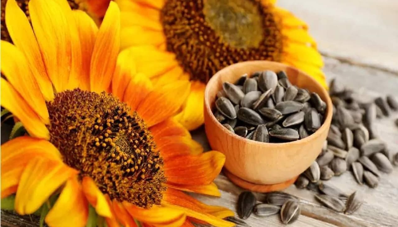 sunflower seeds
