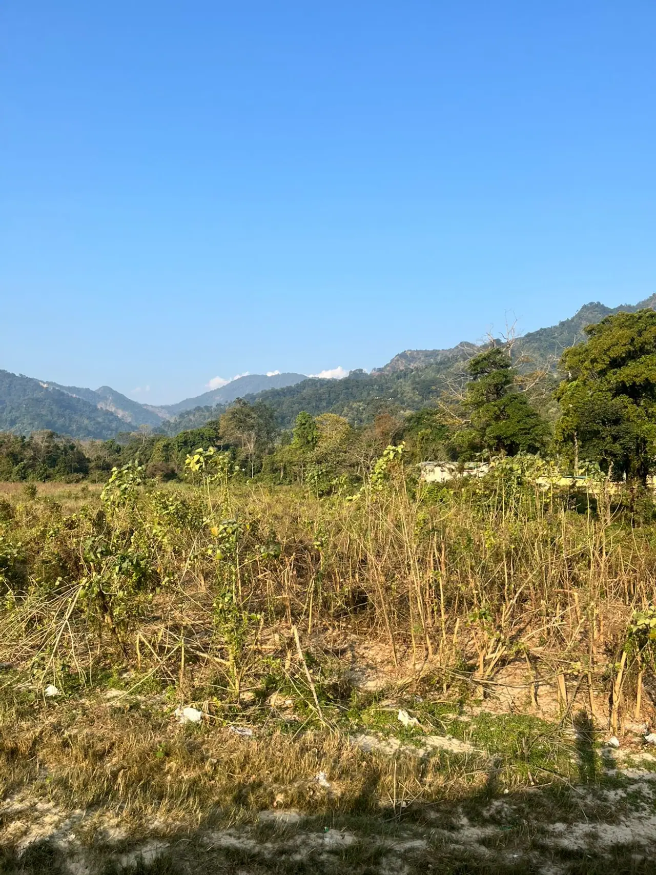 শীতের লুকোচুরি শীতের লুকোচুরি