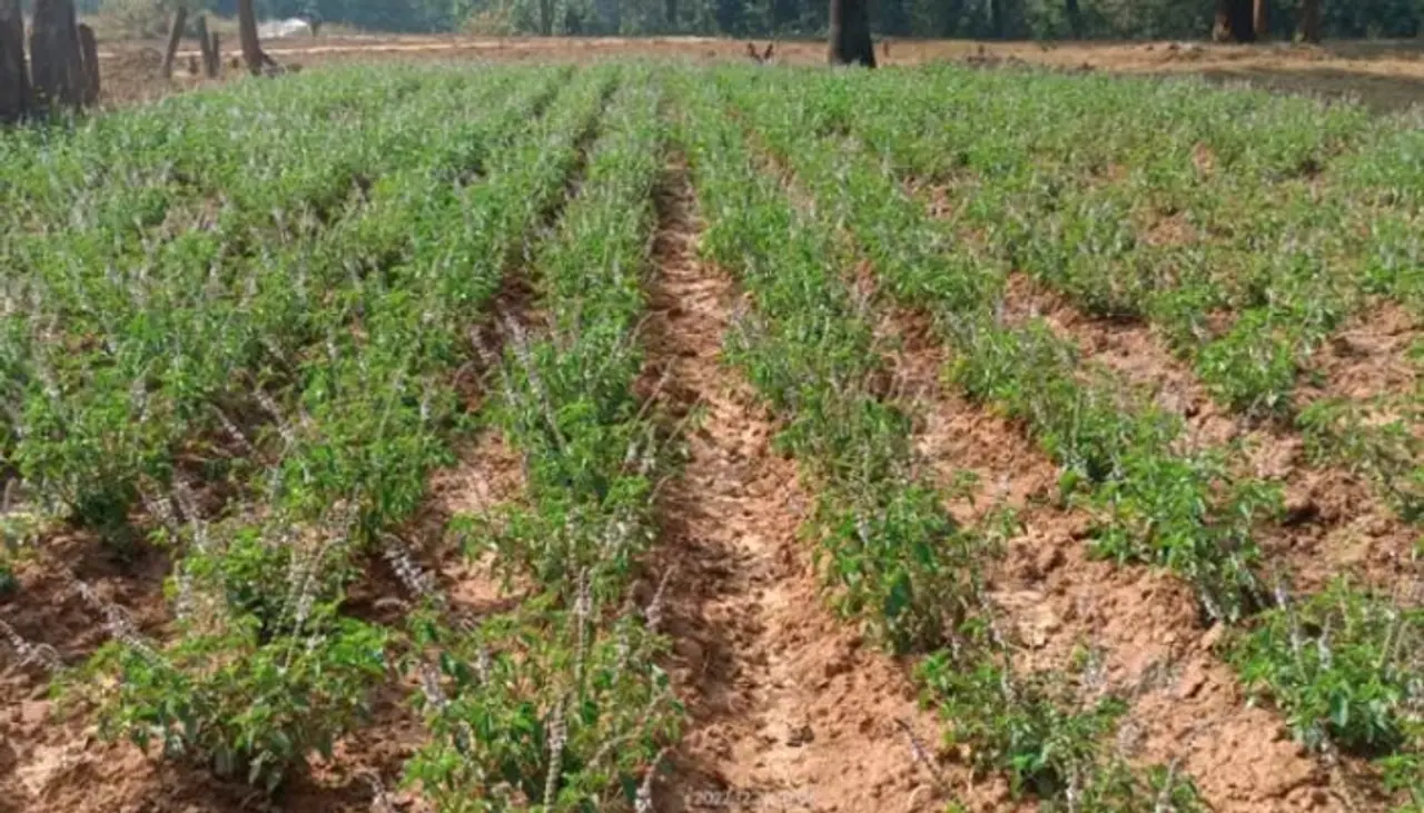 అల్లం సాగు