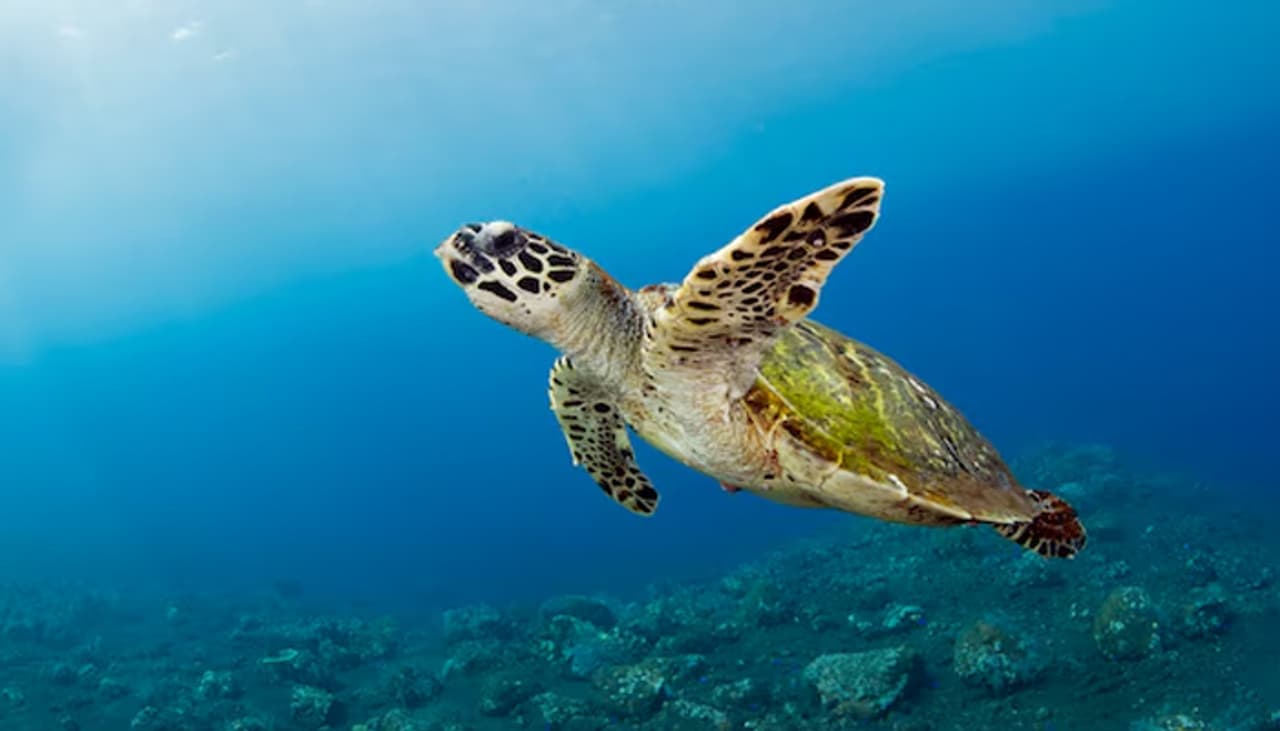 கொத்து கொத்தாக இறந்து கரை ஒதுங்கும் ஆமைகள்.! காரணம் என்ன.? கொத்து கொத்தாக இறந்து கரை ஒதுங்கும் ஆமைகள்.! காரணம் என்ன.?