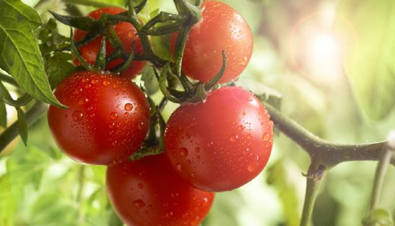 சுவைக்காக இல்ல சத்துக்காக!! தக்காளி கூட இந்த '4' காய்கள் சேர்க்கக் கூடாது..