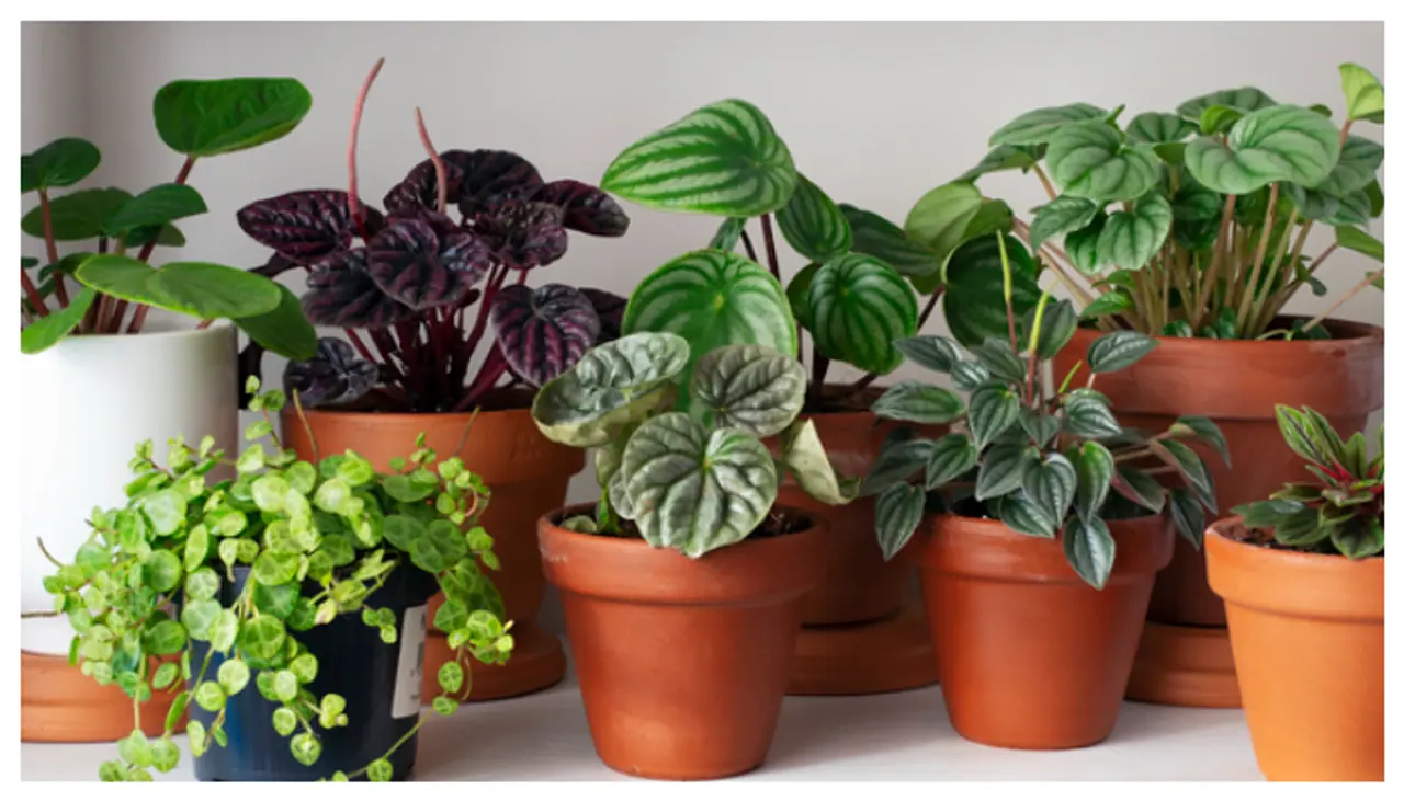 reasons why we should keep a snake plant in their home