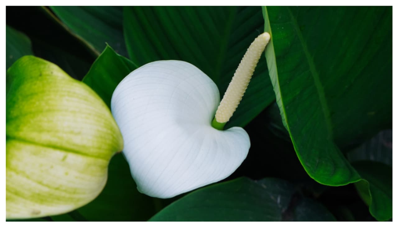 പീസ് ലില്ലി പീസ് ലില്ലി