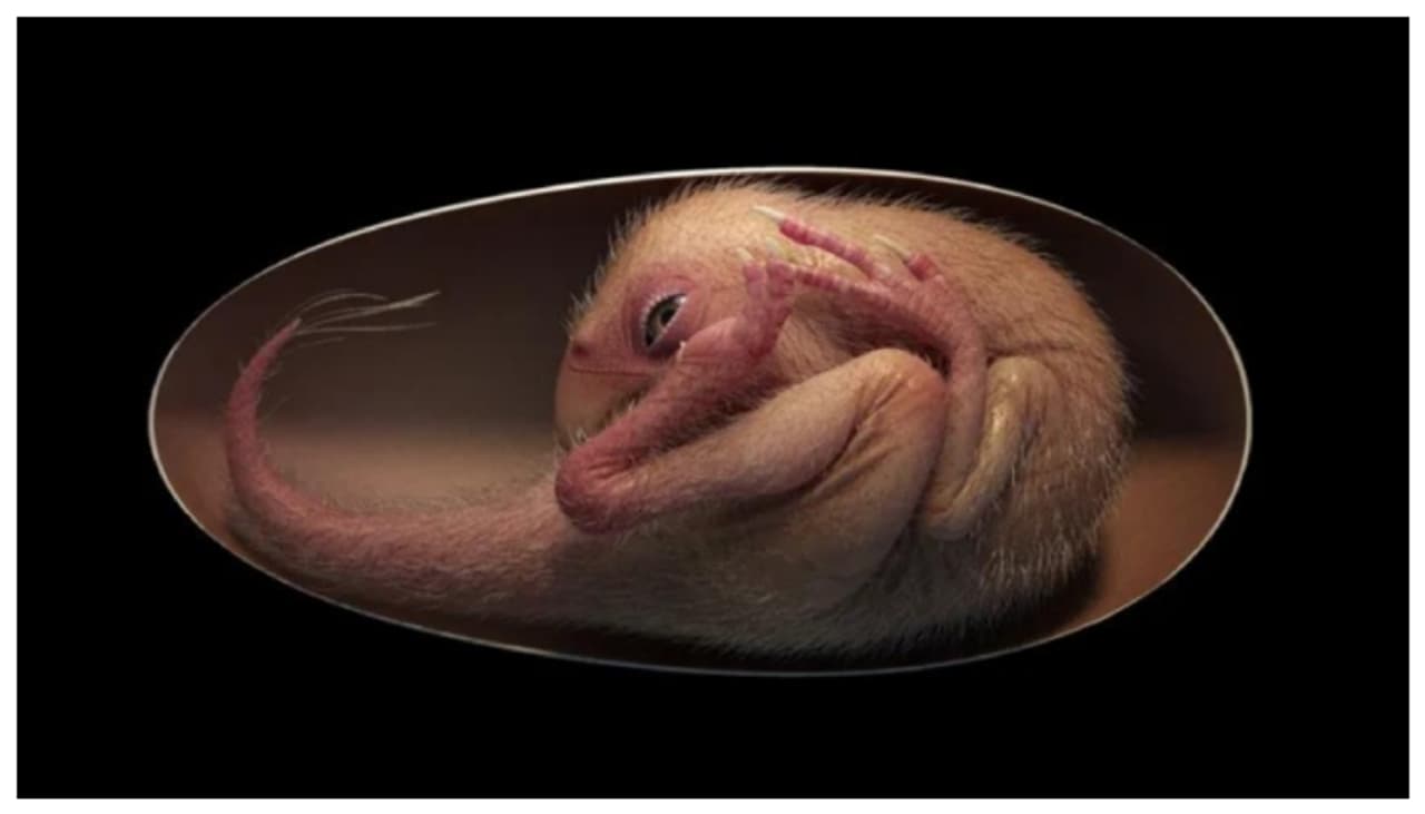 7 கோடி வருட பழமையான டைனோசர் கரு கண்டுபிடிப்பு.. உலகமே வியப்பு.. எங்கு தெரியுமா? 7 கோடி வருட பழமையான டைனோசர் கரு கண்டுபிடிப்பு.. உலகமே வியப்பு.. எங்கு தெரியுமா?