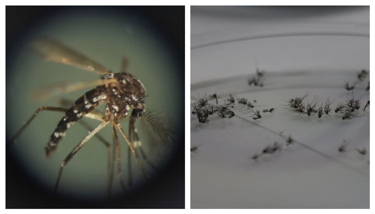  ಹರಡಬಹುದು ಅನೇಕ ರೋಗಗಳು 