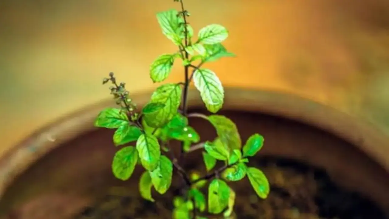 Tulsi Plant Worship Rules