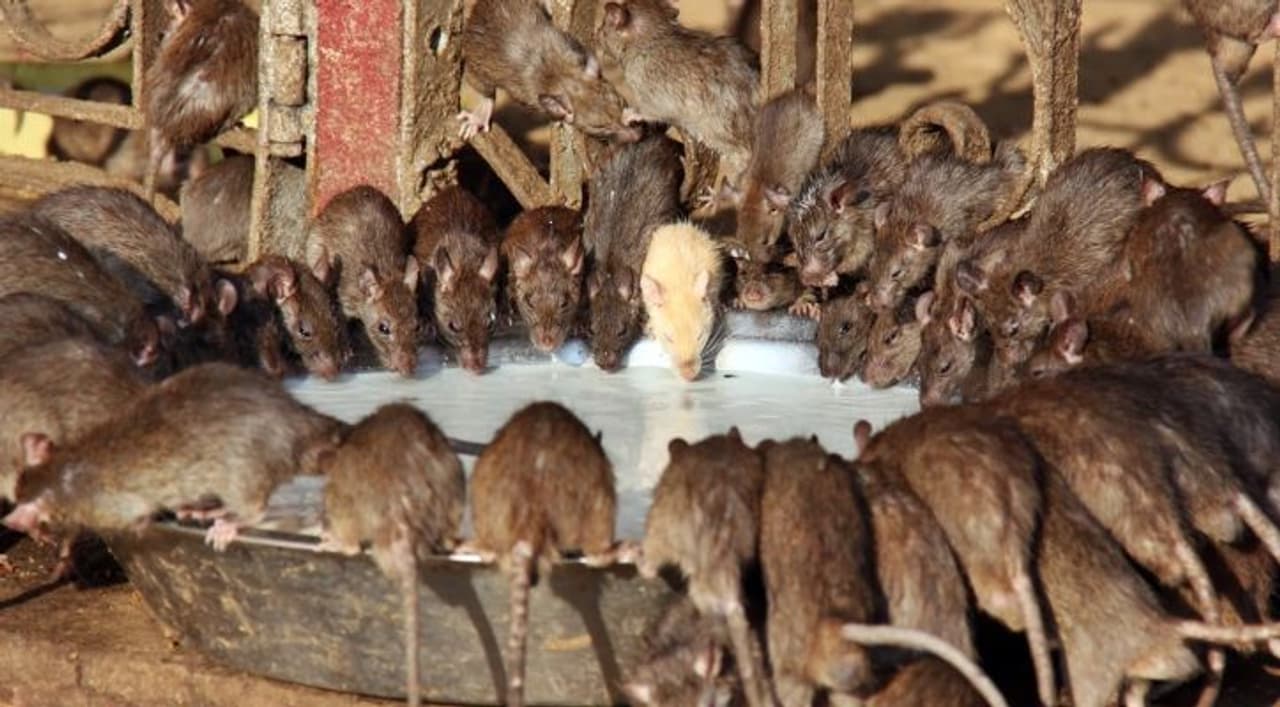 Karni Matha Temple Karni Matha Temple